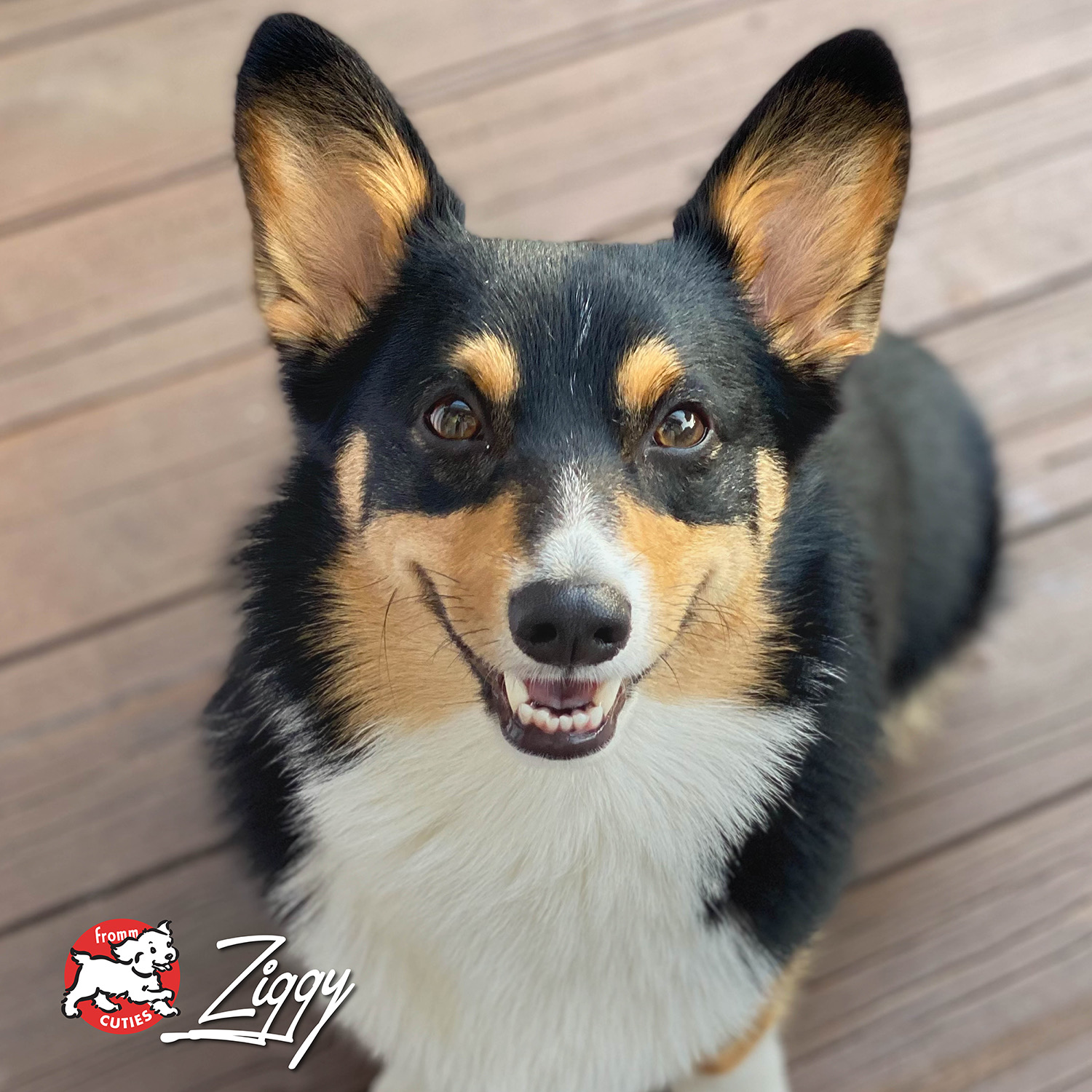 fourstar_cuties-ziggy