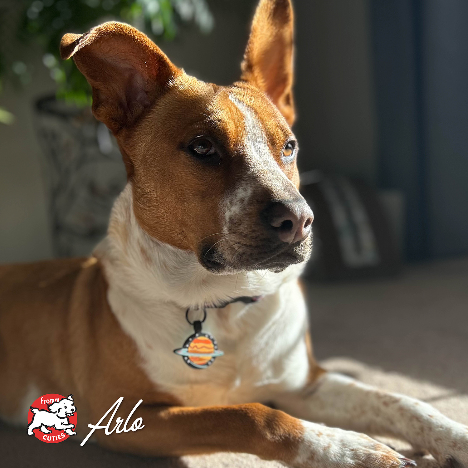 frommbalaya_cuties-arlo