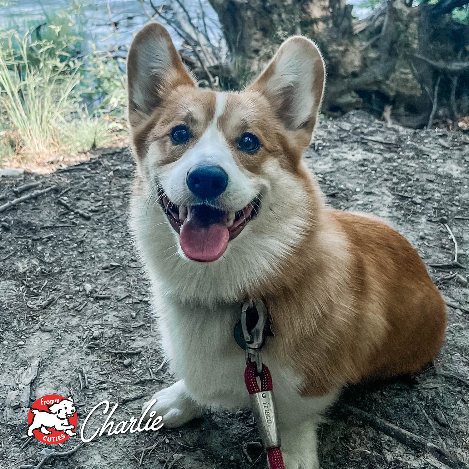 frommbalaya_cuties-charlie