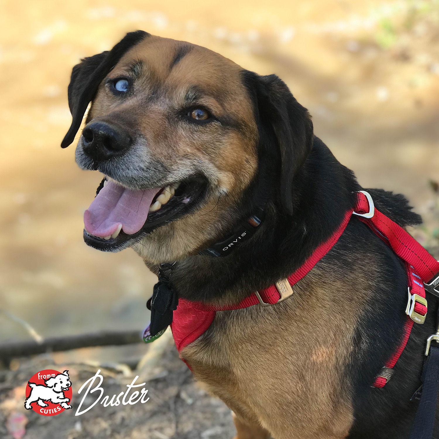 gold-cuties-buster