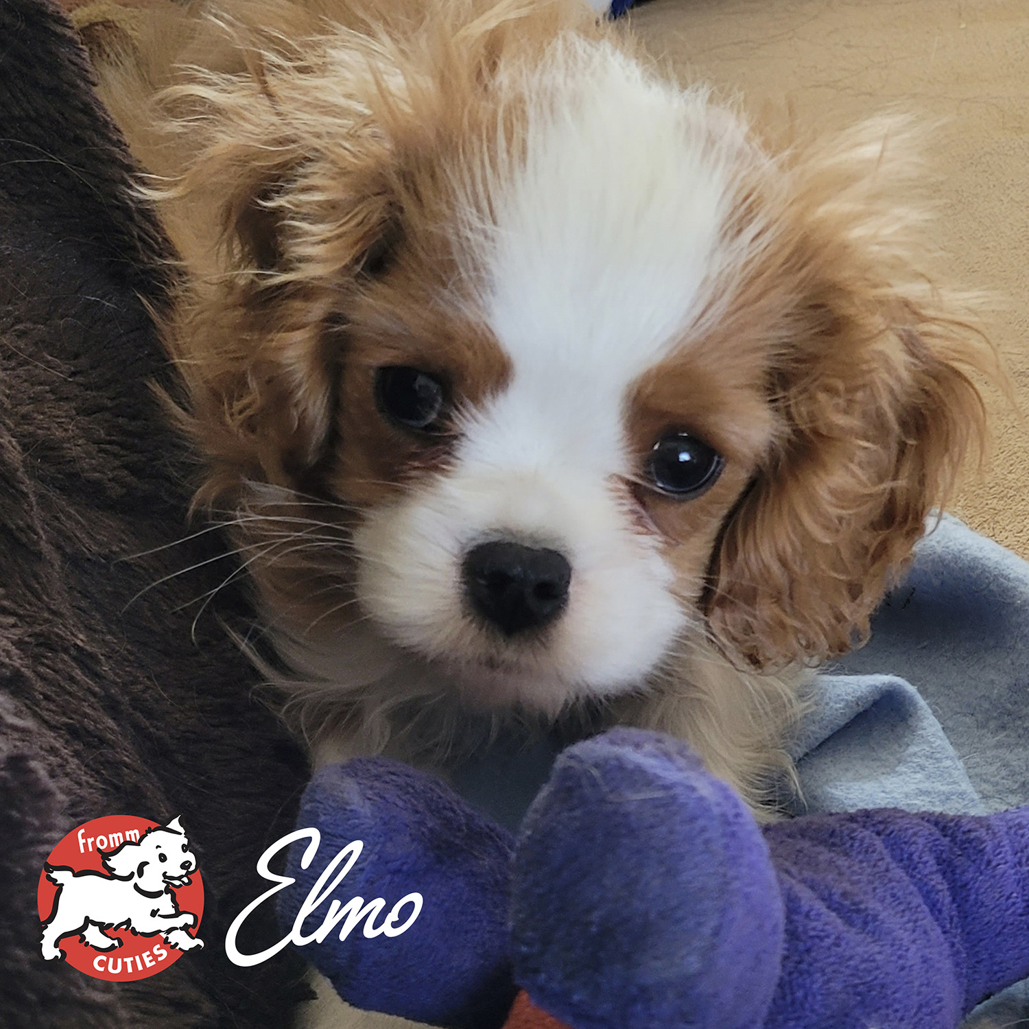 gold-cuties-elmo