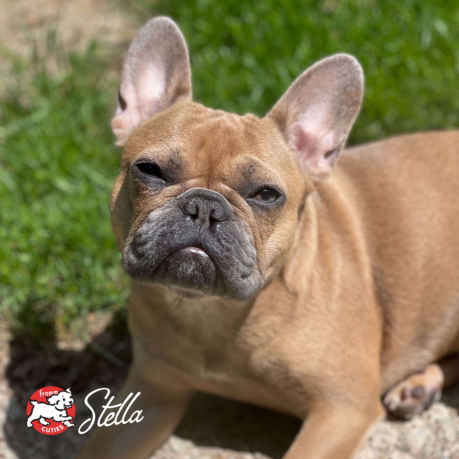 gold-cuties-stella