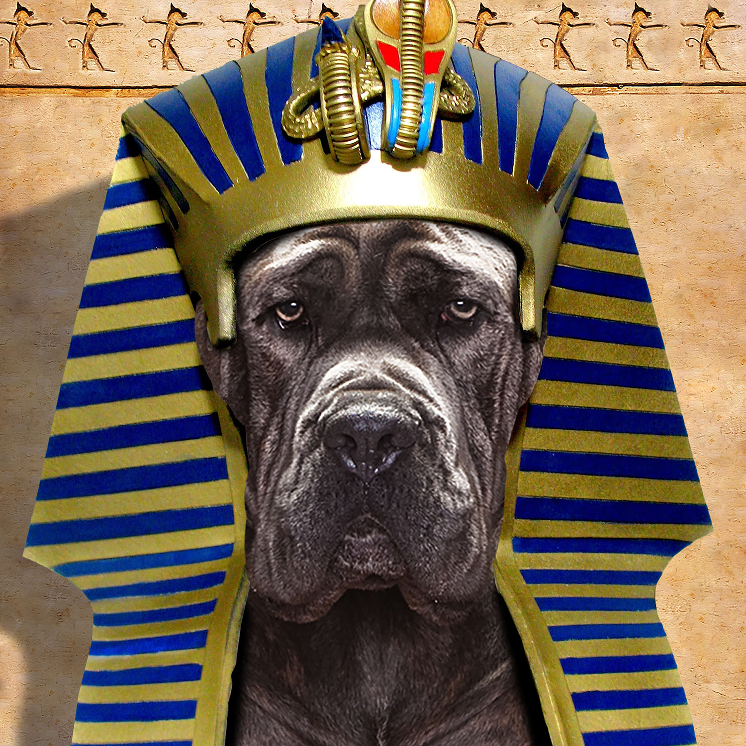 gold-lifestyle-AncientGrainKing