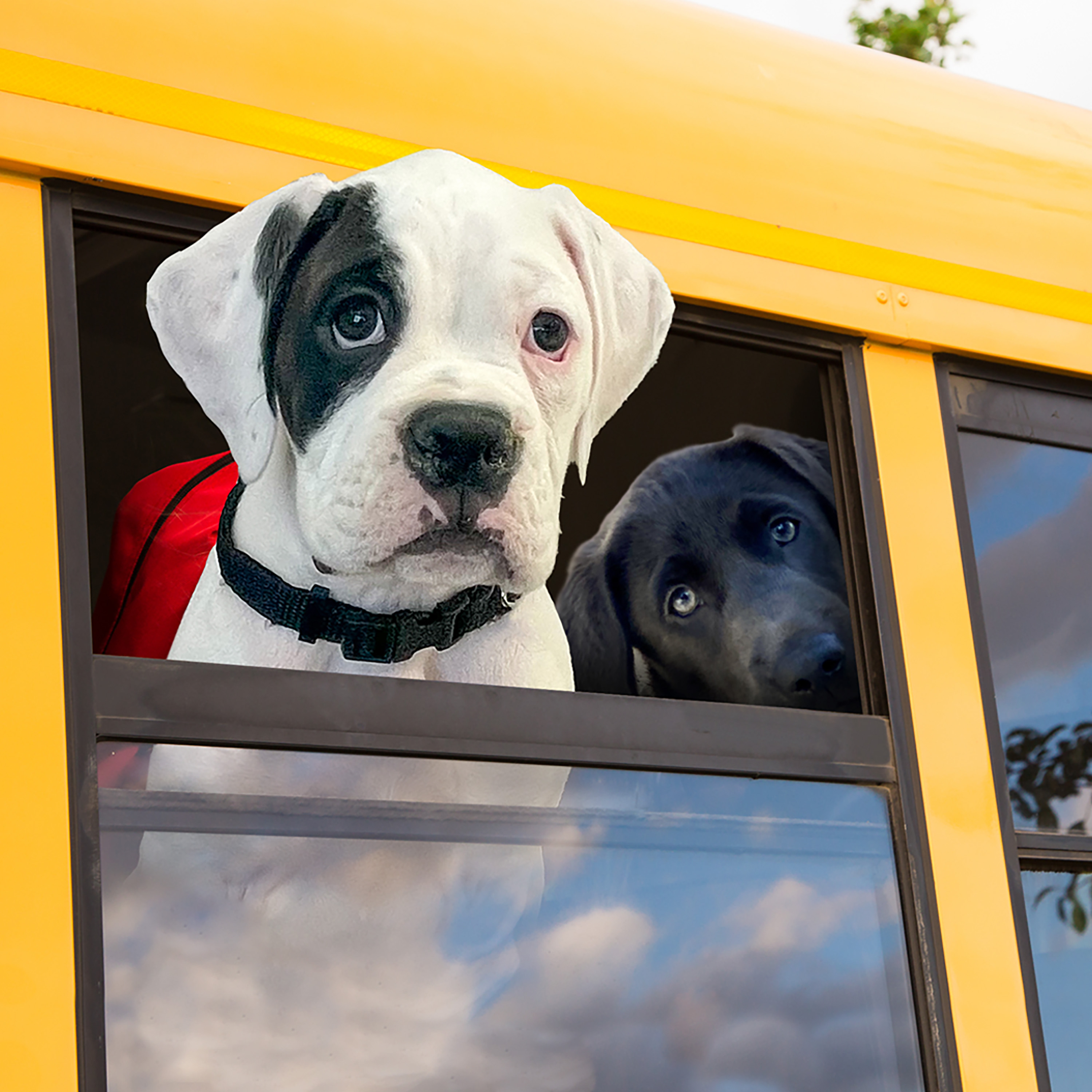 gold-lifestyle-dogbus
